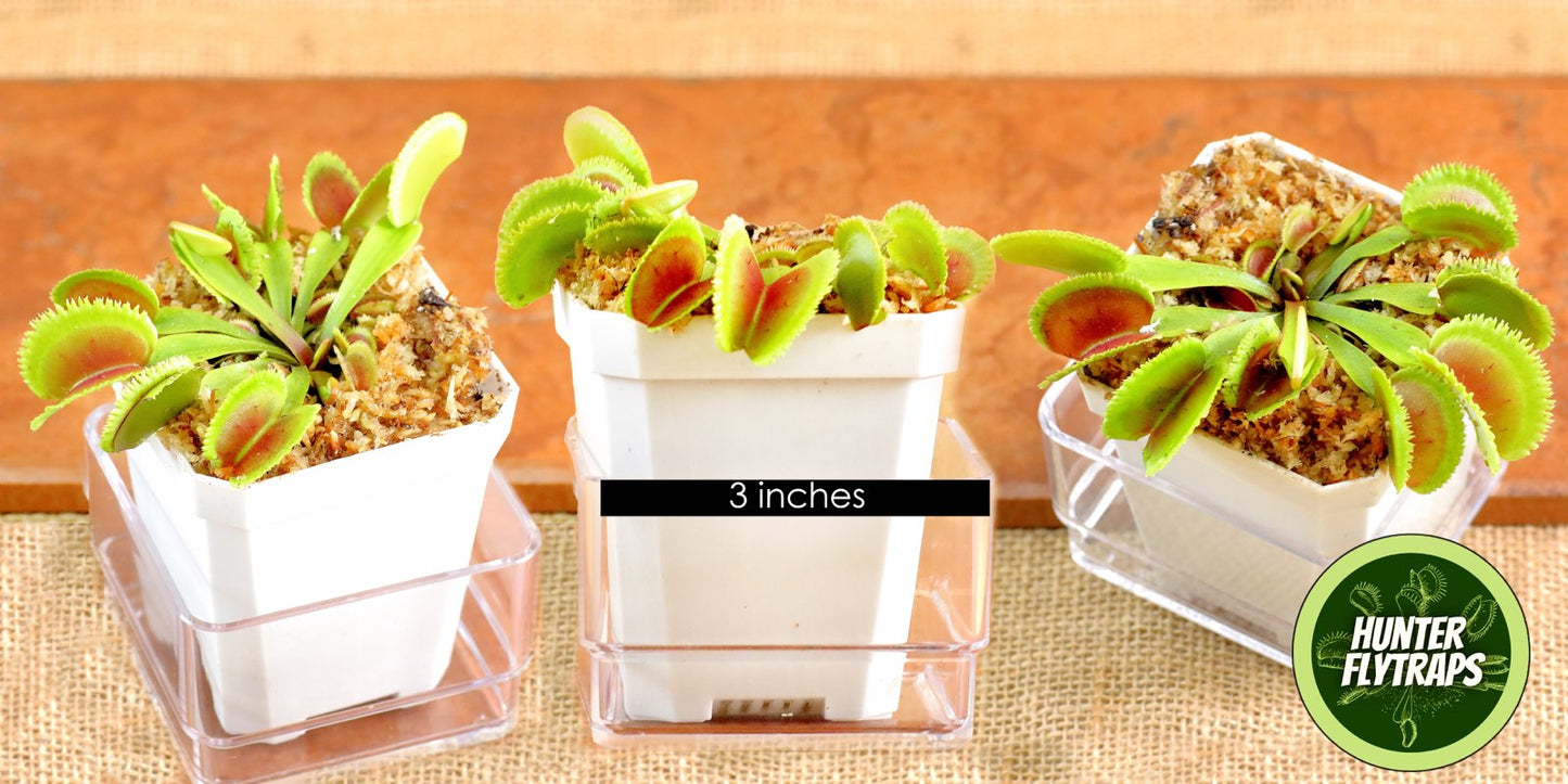 CCCP Orca - Venus Flytrap Carnivorous Plant
