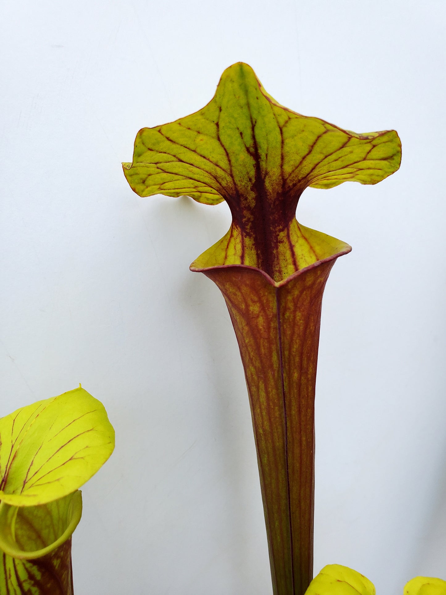 Pitcher Plant - Sarracenia Oreophilia x Flava Don's Red Tube Carnivorous Live Plant