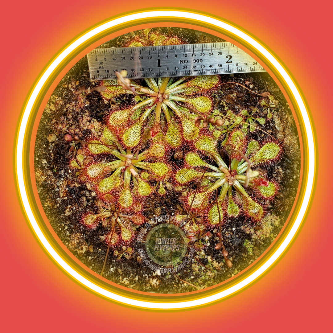 Drosera Capillaris - Carnivorous plant