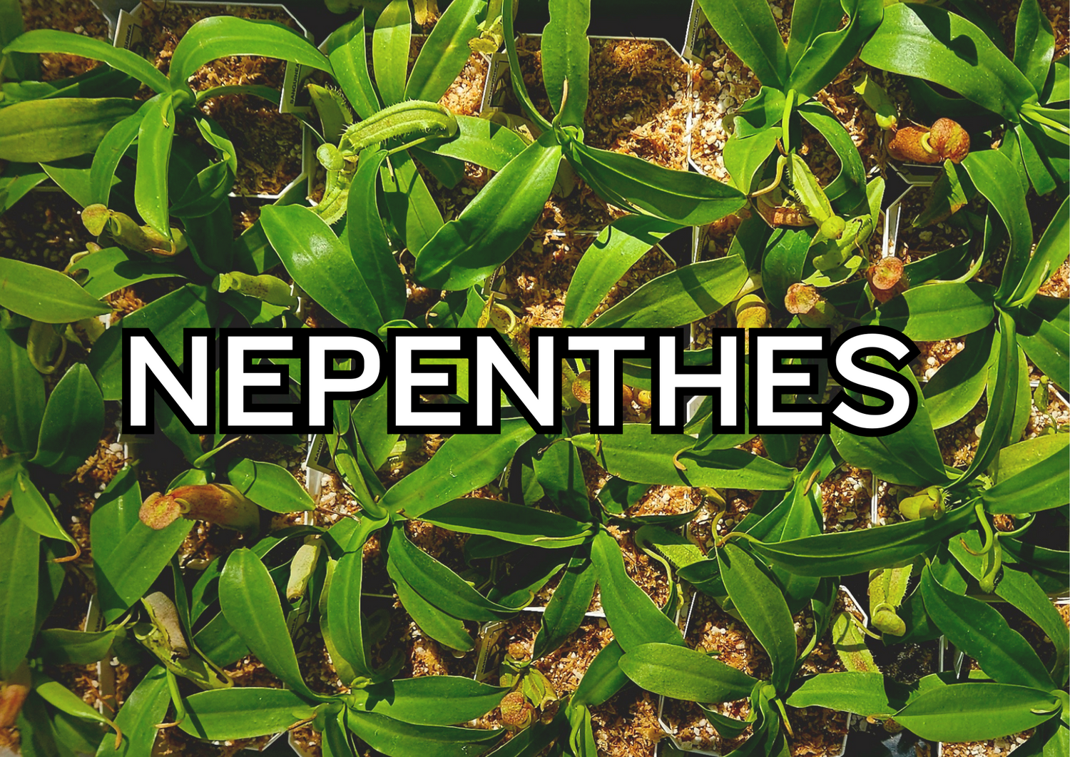 Nepenthes