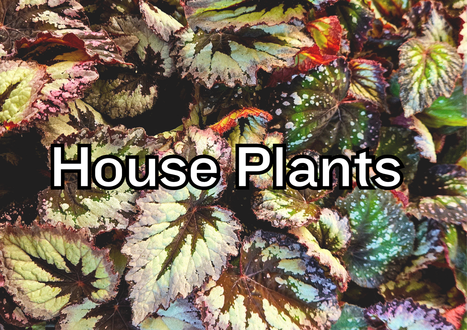 House Plants