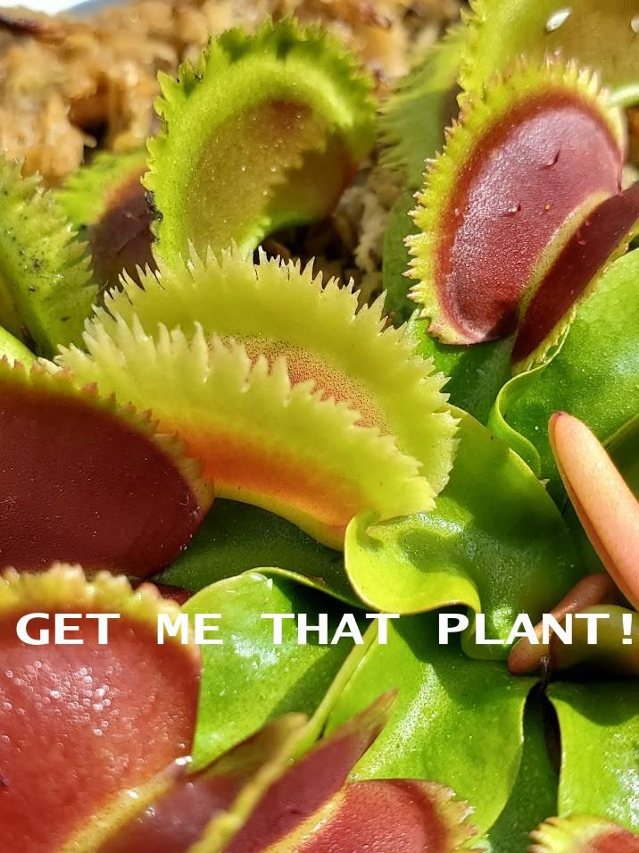 Get Me That Plant!