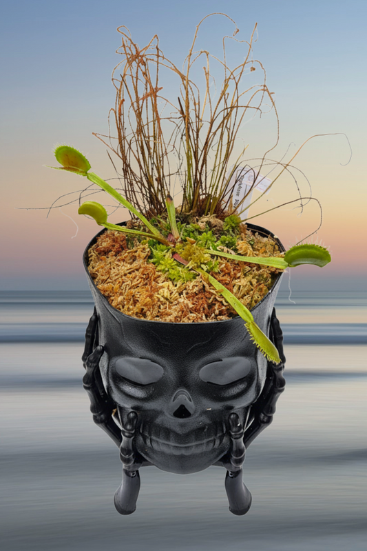 Skull-shaped planter with plants against a blurred beach background