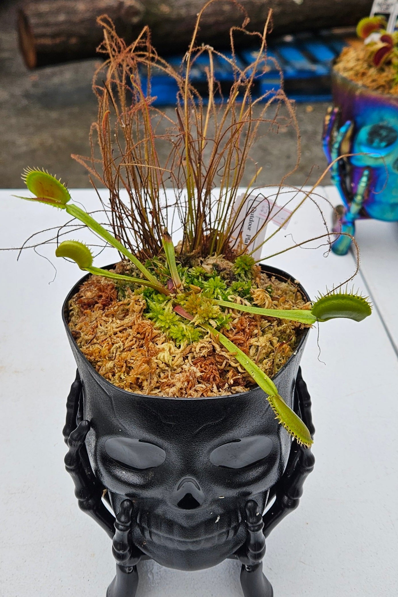 Potted plant with Venus flytraps in a black skull-shaped pot on a white surface.