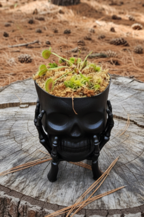 Black skull-shaped pot with green plants on a tree stump in a forest setting