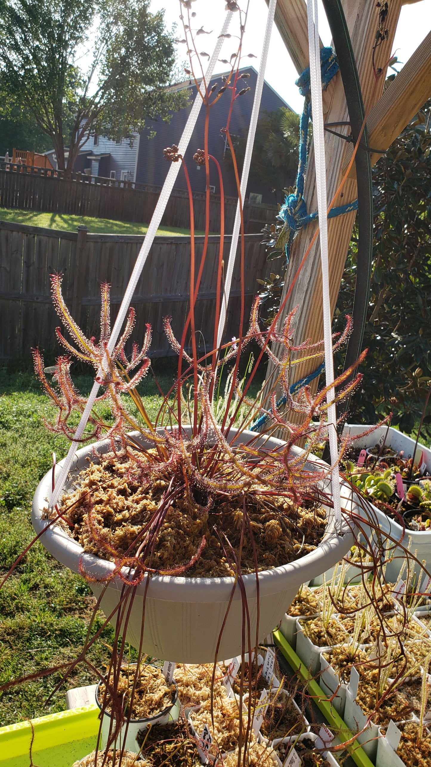 Drosera Binata (Fork Leaved Sundew) LARGE -  Carnivorous Plant