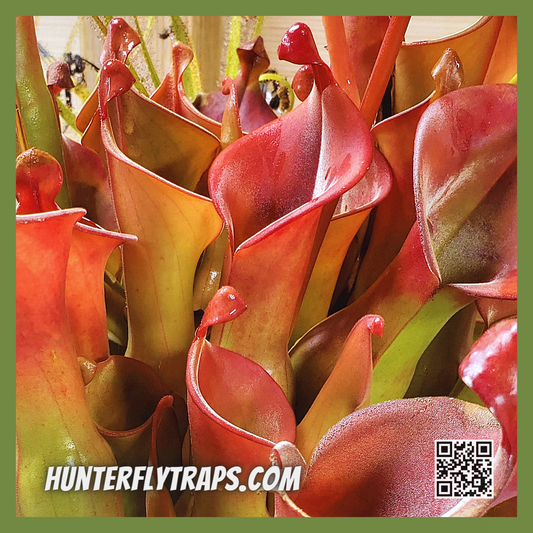 Heliamphora Nutan's Giant Pitcher Plant - Carnivorous plant