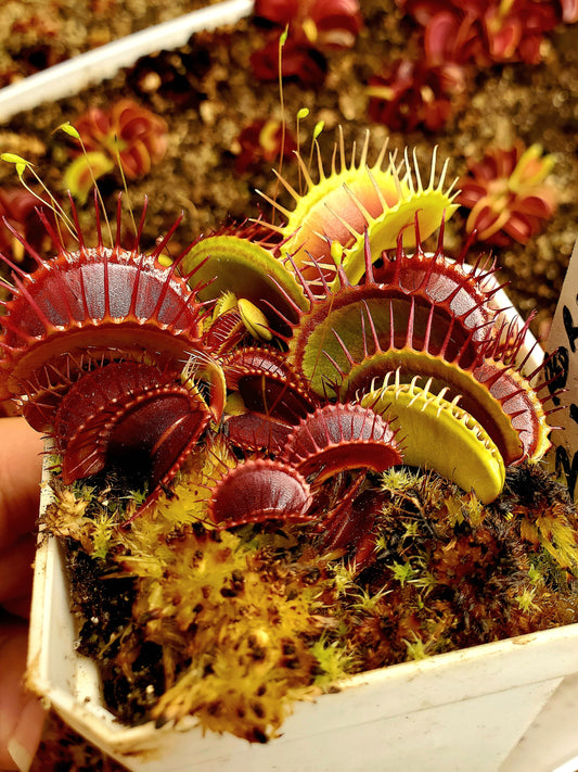 Hunter Flytraps Bleeding Gums Murphy typical- Venus Flytrap Carnivorous Live Plant