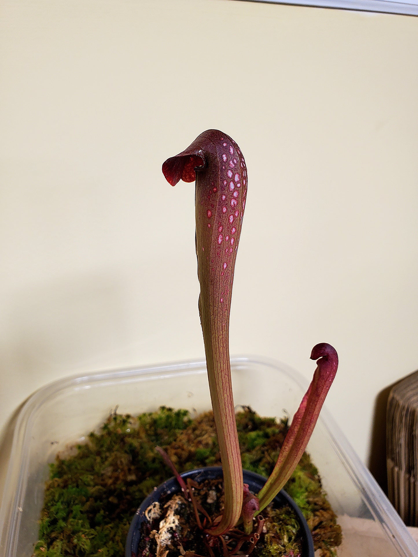 Pitcher Plant - Sarracenia Minor Okee x Excellens Pink Clone Carnivorous plant