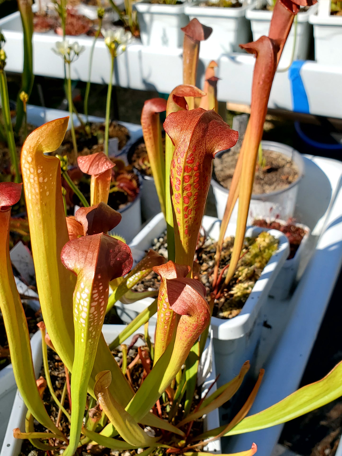 Pitcher Plant - Sarracenia Minor Okee x Excellens Pink Clone Carnivorous plant
