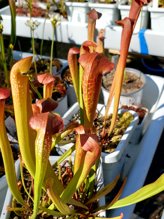 Pitcher Plant - Sarracenia Minor Okee x Excellens Pink Clone Carnivorous Live Plant