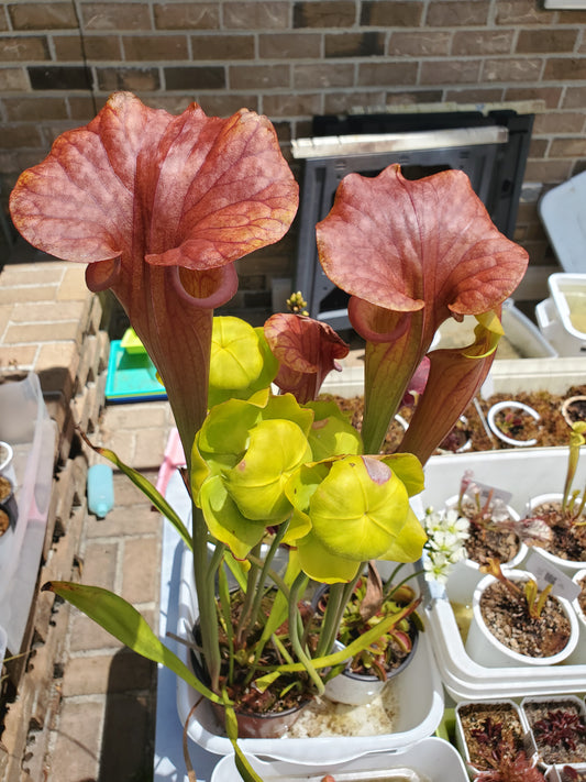 Pitcher Plant - Sarracenia Flava Bronze