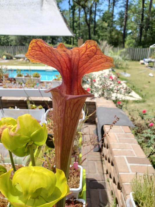 Pitcher Plant - Sarracenia Flava Bronze