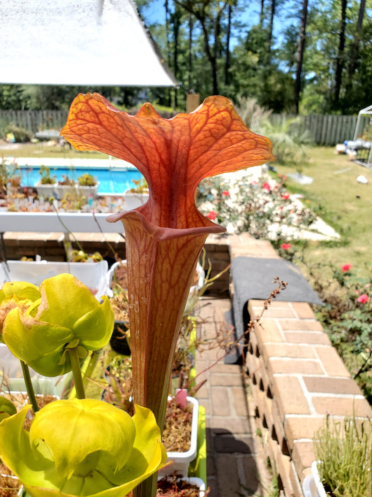 Pitcher Plant - Sarracenia Flava Bronze - Carnivorous Live Plant