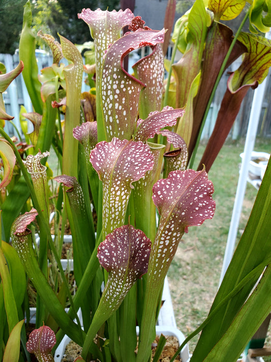 Pitcher Plant - Sarracenia Leuco Red x Minor Giant - Carnivorous Live Plant