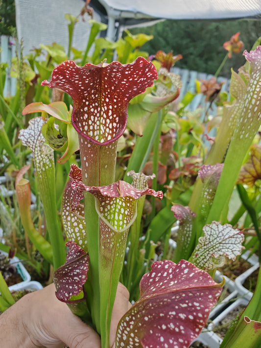 Pitcher Plant - Sarracenia Leuco Red x Minor Giant