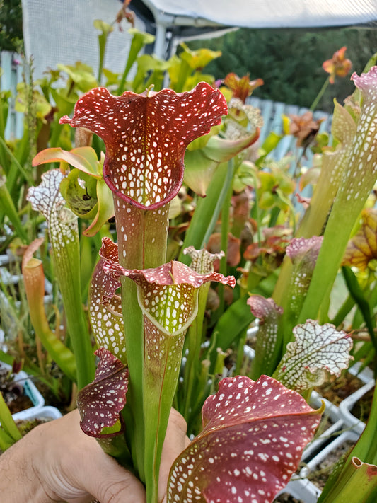 Pitcher Plant - Sarracenia Leuco Red x Minor Giant - Carnivorous Live Plant