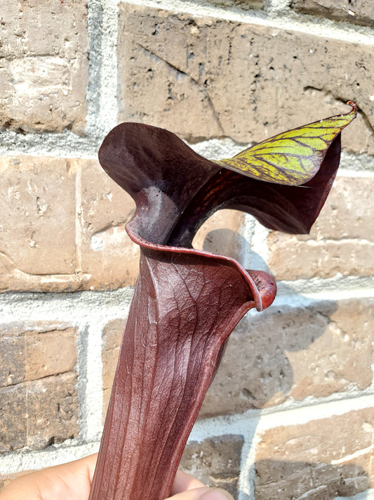 Pitcher Plant - Sarracenia Black Widow Carnivorous Live Plant