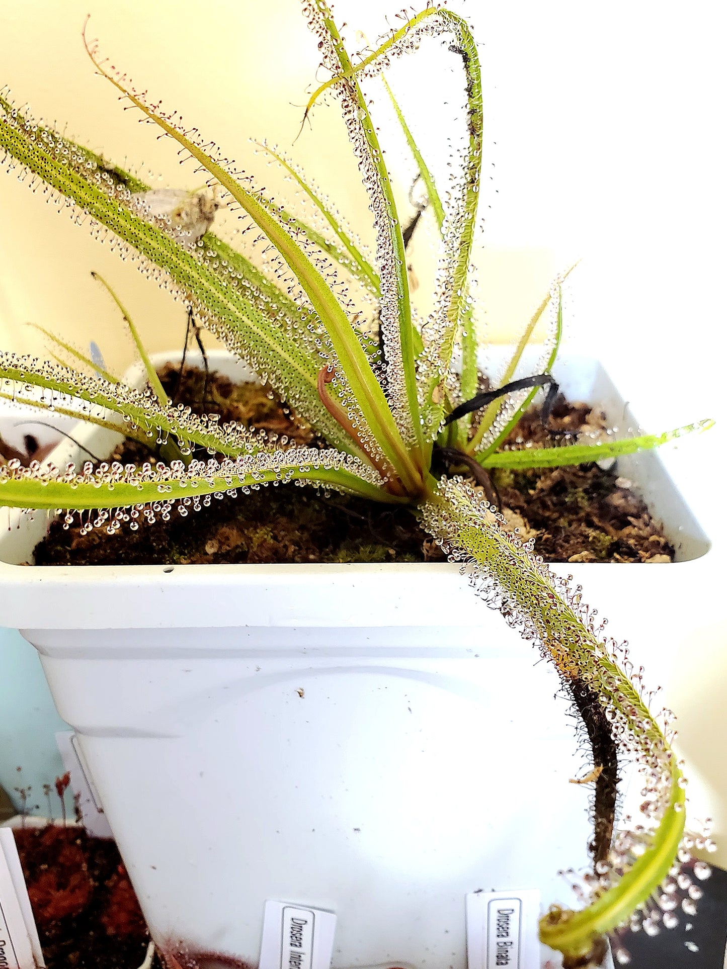 Drosera Regia King Sundew Carnivorous Plant