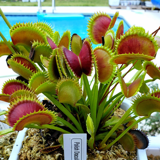 Polish Dracula - Venus Flytrap Carnivorous Plant