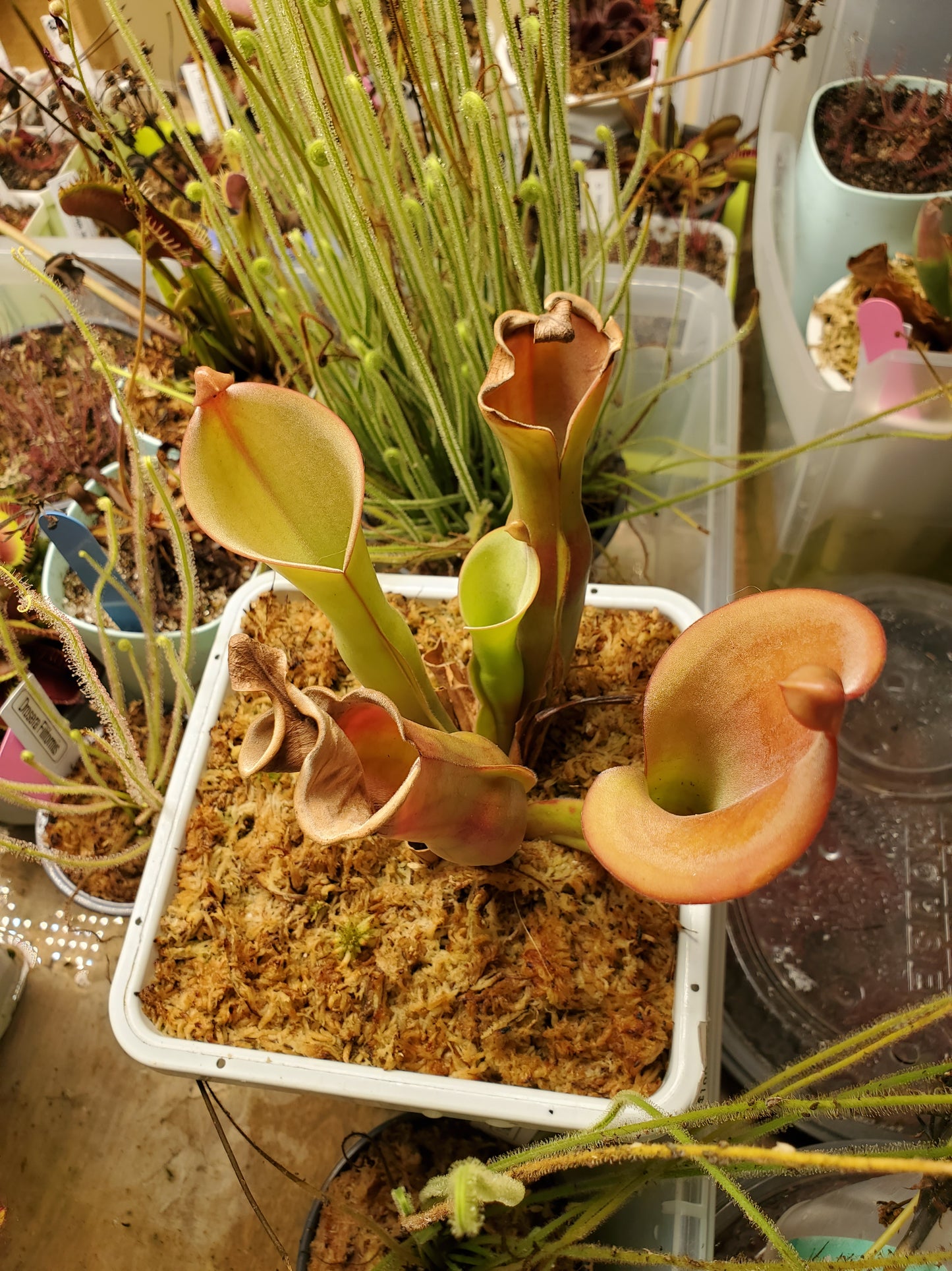Heliamphora Nutan's Giant Pitcher Plant - Carnivorous plant