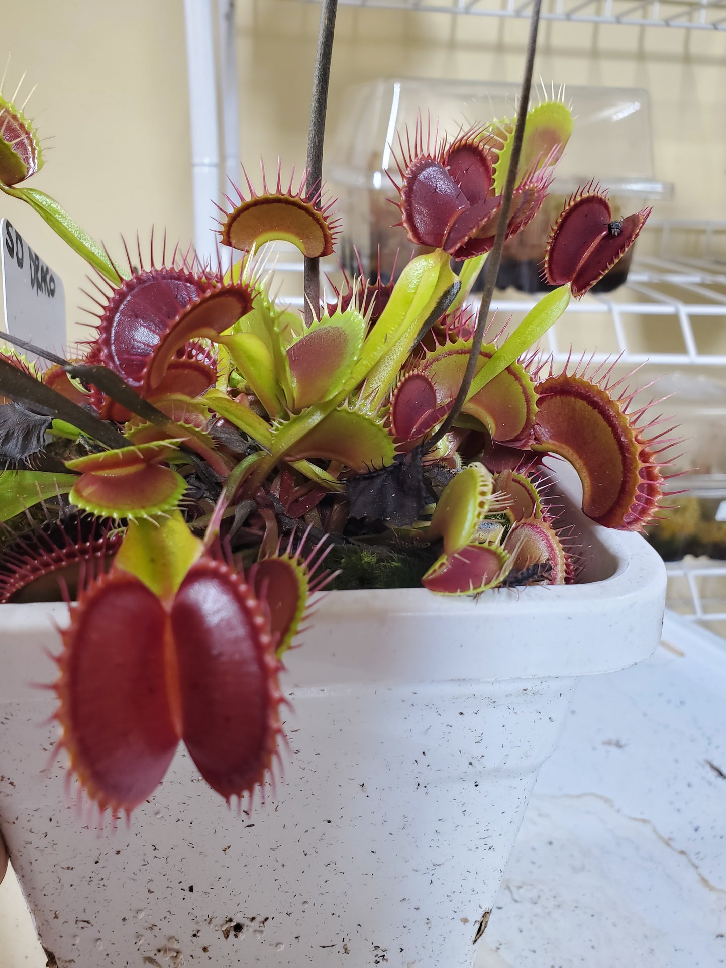 SD Draco - Venus Flytrap Carnivorous Plant
