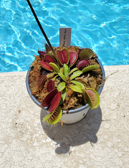 Get me that plant - 005 - FTS Purple Ambush Venus Flytrap Carnivorous plant