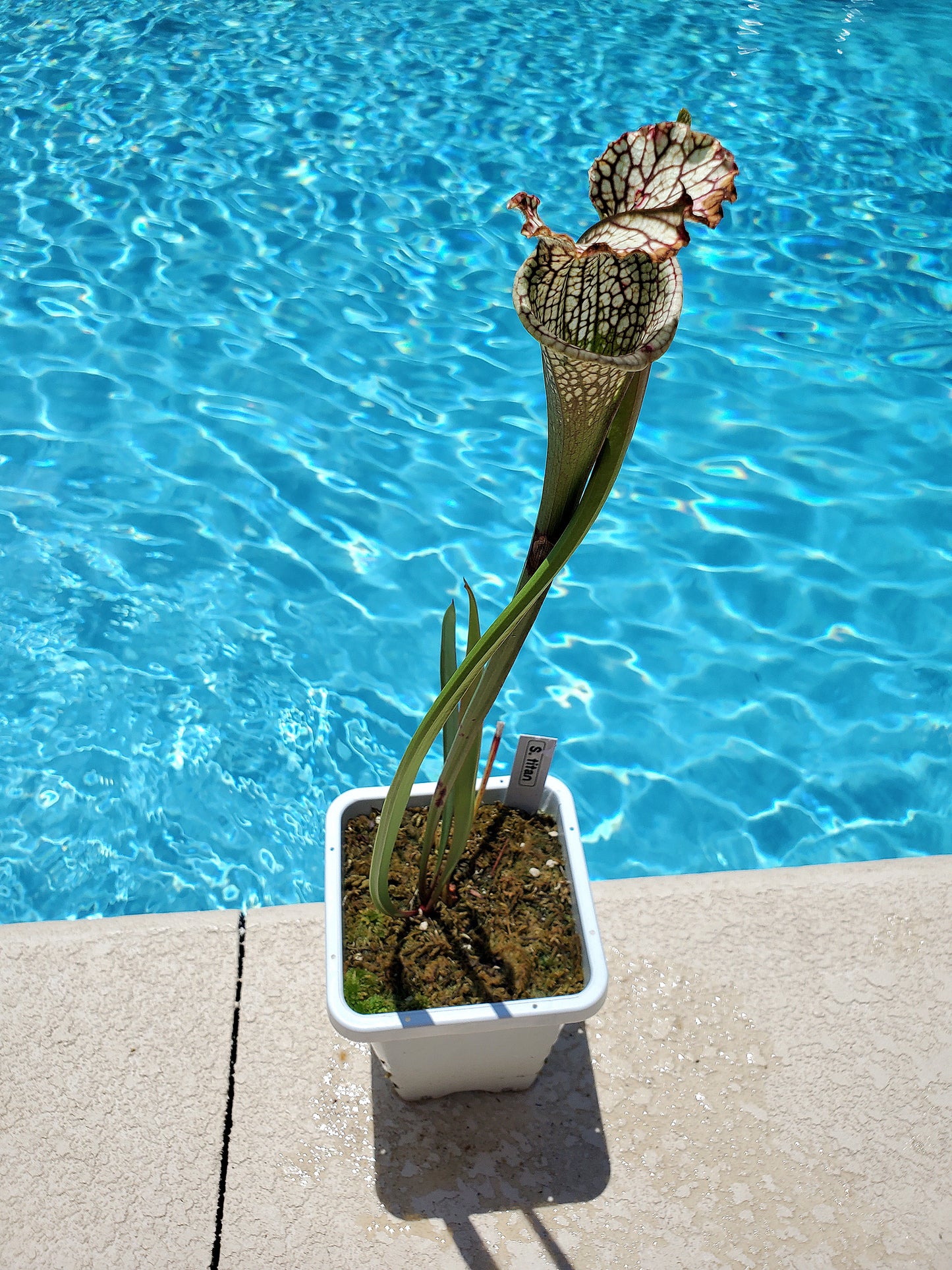 Get me that plant - 006 - Sarracenia Titan Carnivorous plant