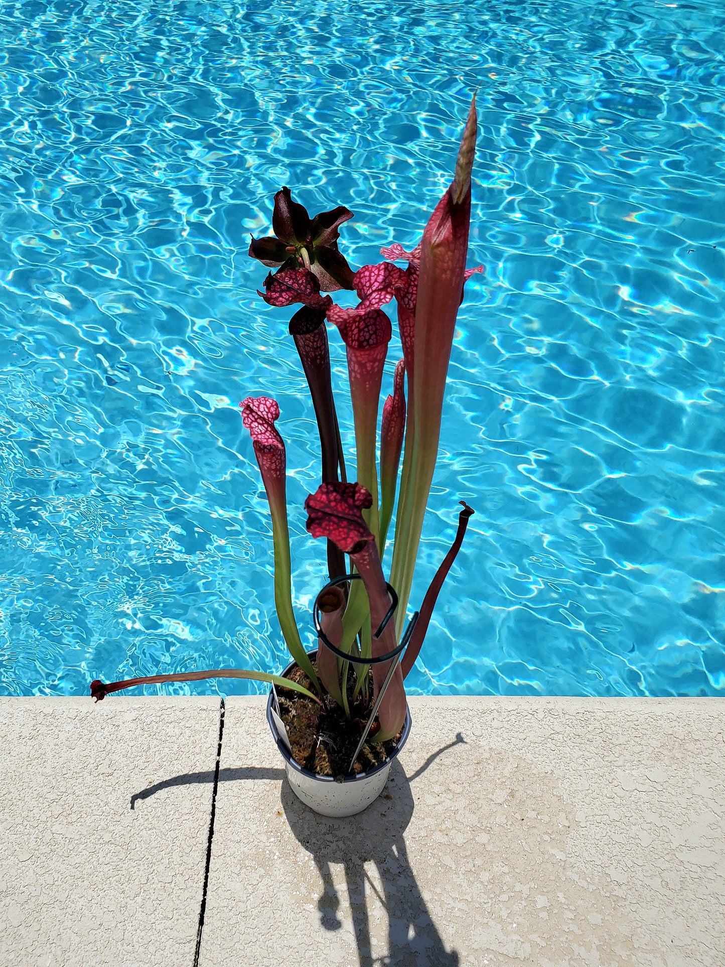 Get me that plant - 007 - Sarracenia Moorei x Red tube Carnivorous plant