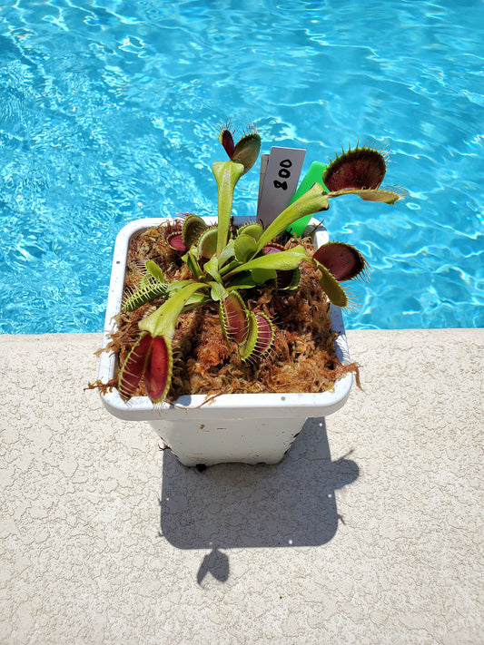 Get me that plant - 008 - B52 Venus Flytrap Carnivorous plant