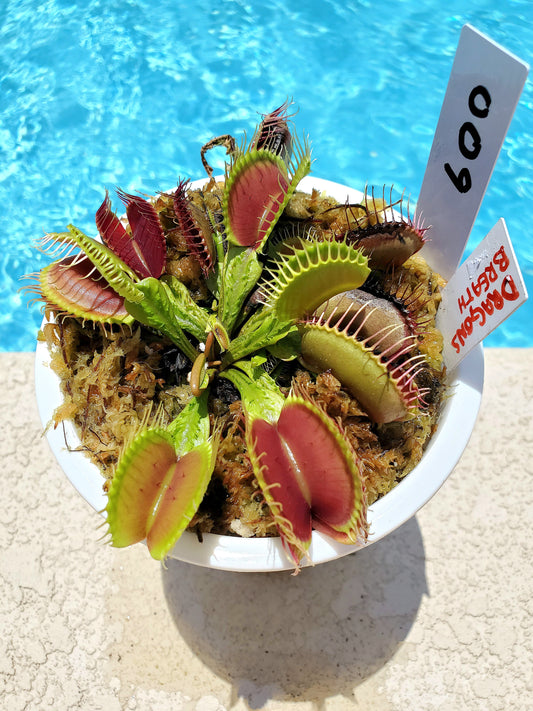 Get me that plant - 009 - Dragons Breath Venus Flytrap Carnivorous plant