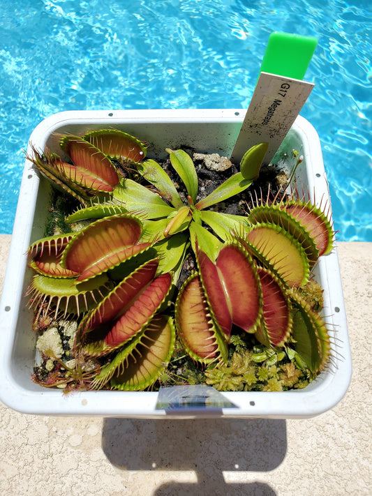 Get me that plant - 010 - G17 Megatraps Venus Flytrap Carnivorous plant