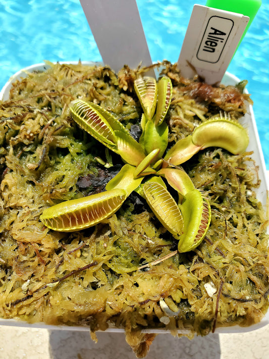 Get me that plant - 011 - Alien Venus Flytrap Carnivorous plant