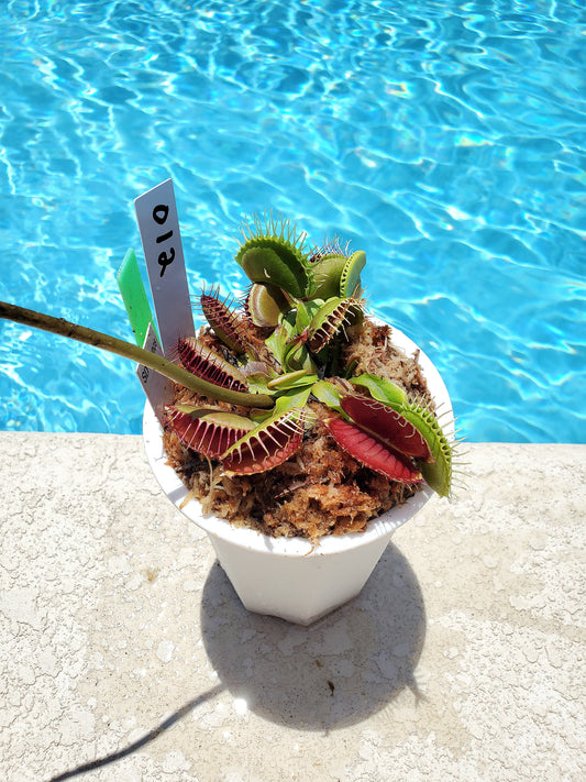 Get me that plant - 012 - Kronos Venus Flytrap Carnivorous plant