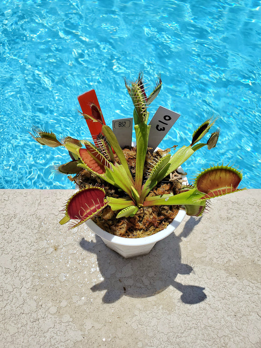 Get me that plant - 013 - B52 Venus Flytrap Carnivorous plant