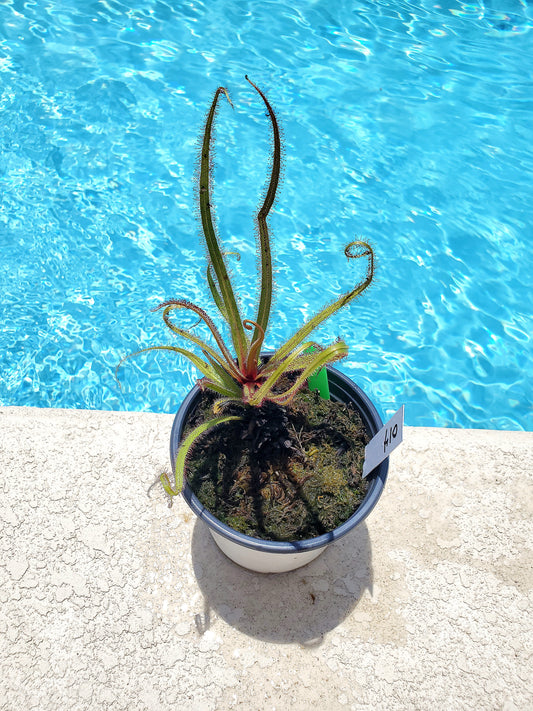 Get me that plant - 014 - King sundew Drosera Regia Venus Flytrap Carnivorous plant