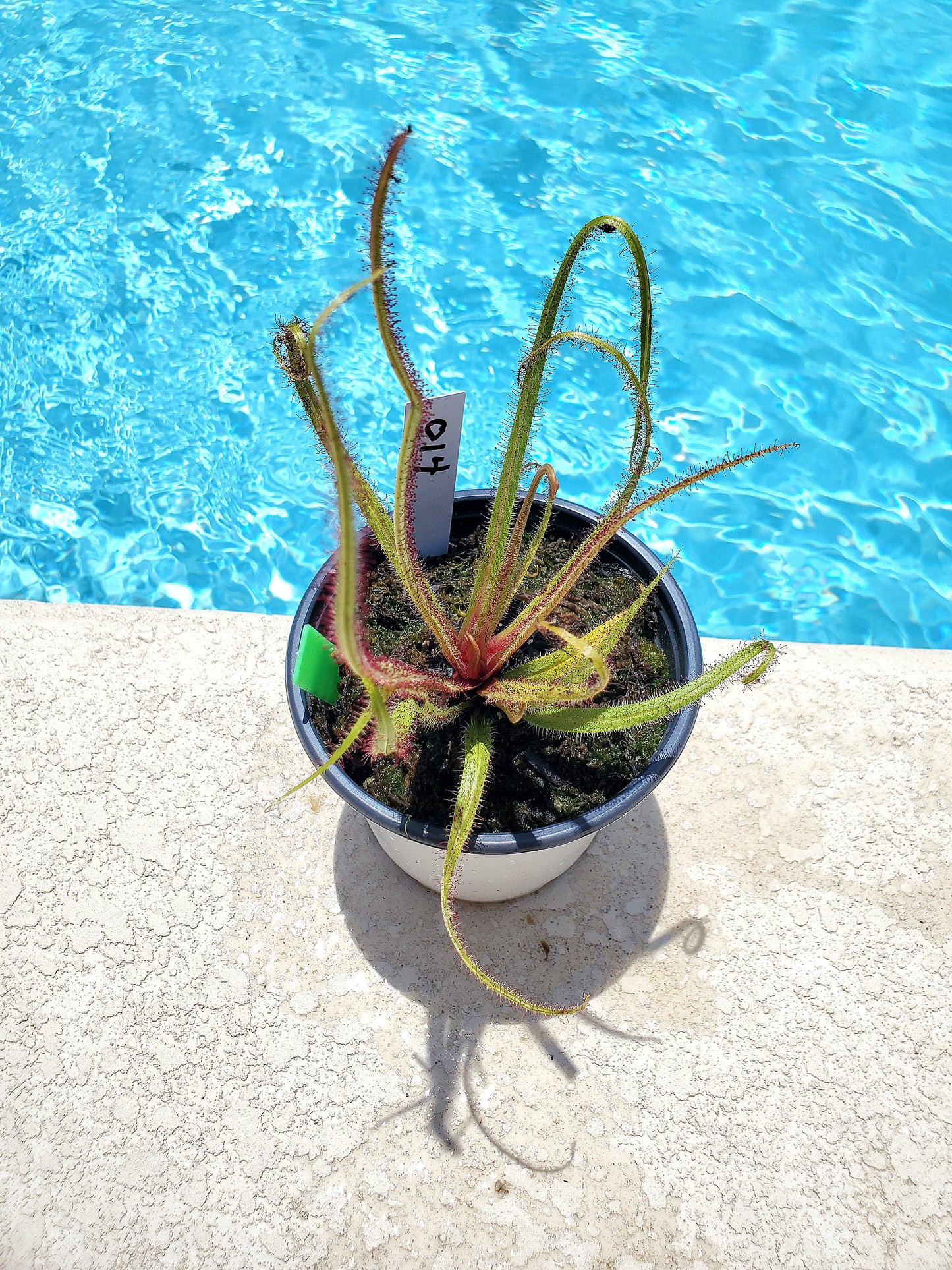 Get me that plant - 014 - King sundew Drosera Regia Venus Flytrap Carnivorous plant