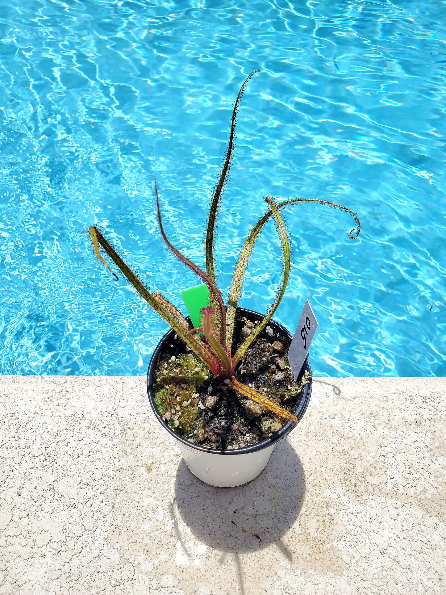 Get me that plant - 015 - King sundew Drosera Regia Venus Flytrap Carnivorous plant