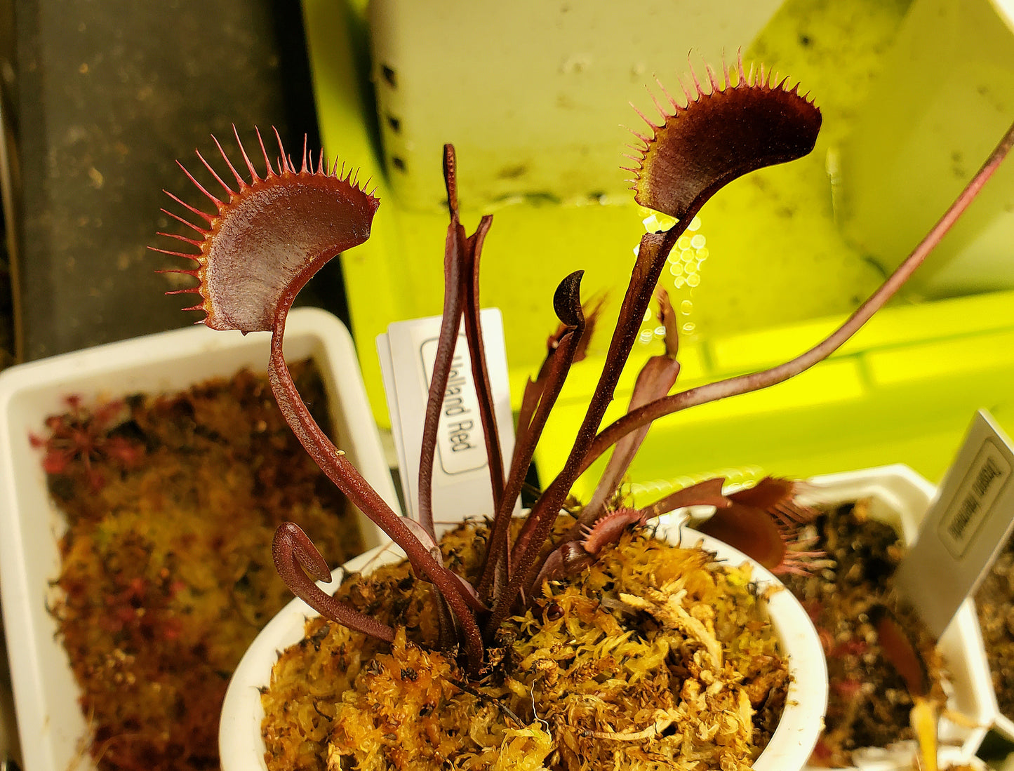 Holland Red - Venus Flytrap Carnivorous Plant