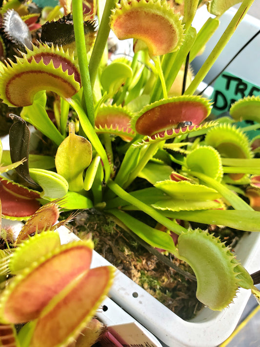 Trev's Dracula - Venus Flytrap Carnivorous Plant