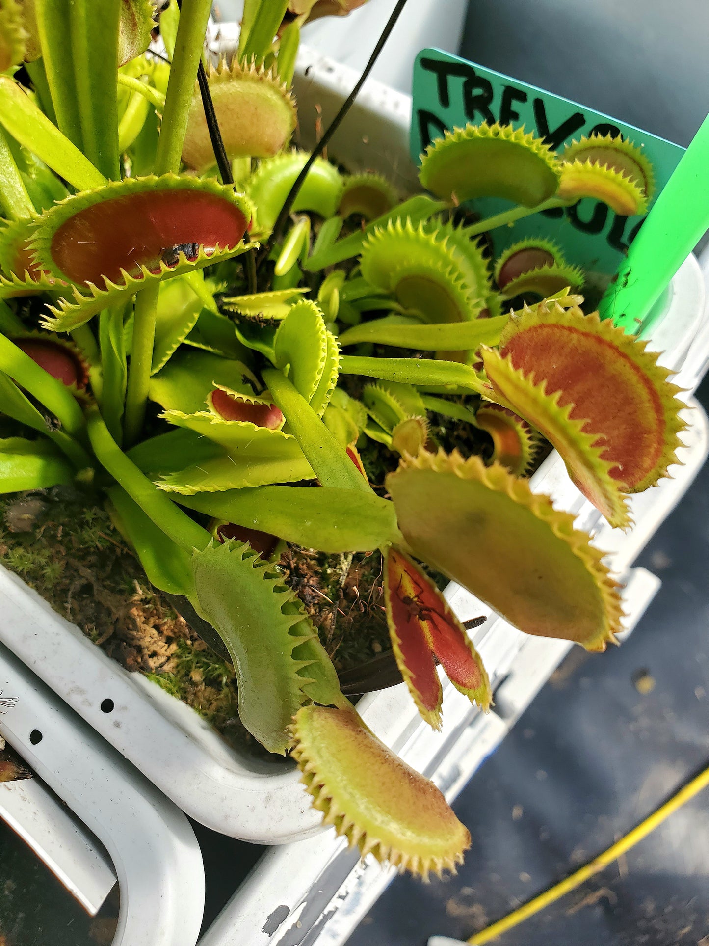 Trev's Dracula - Venus Flytrap Carnivorous Plant