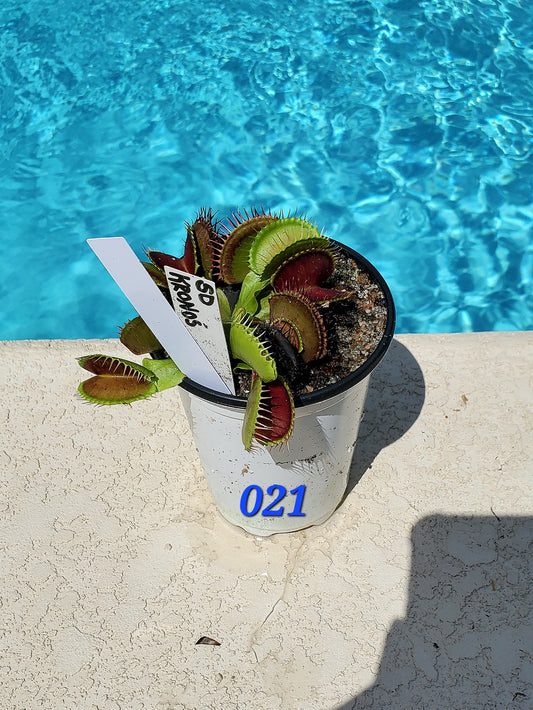 Get me that plant - 021 - SD Kronos Venus Flytrap Carnivorous plant