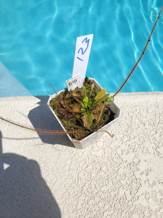 Get me that plant - 023 - G16 Venus Flytrap Carnivorous plant