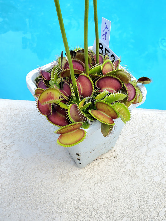 Get me that plant - 024 - B52 Venus Flytrap Carnivorous plant