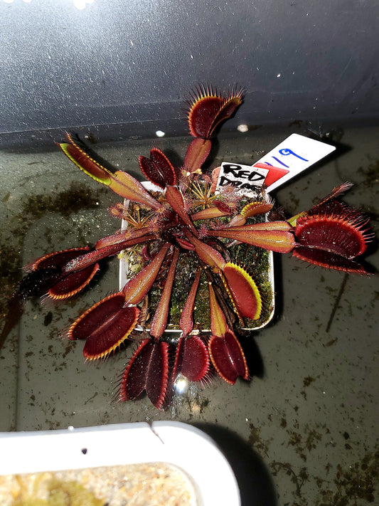 Get me that plant - 019 - Red Dragon Venus Flytrap Carnivorous plant