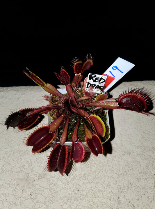 Get me that plant - 019 - Red Dragon Venus Flytrap Carnivorous plant