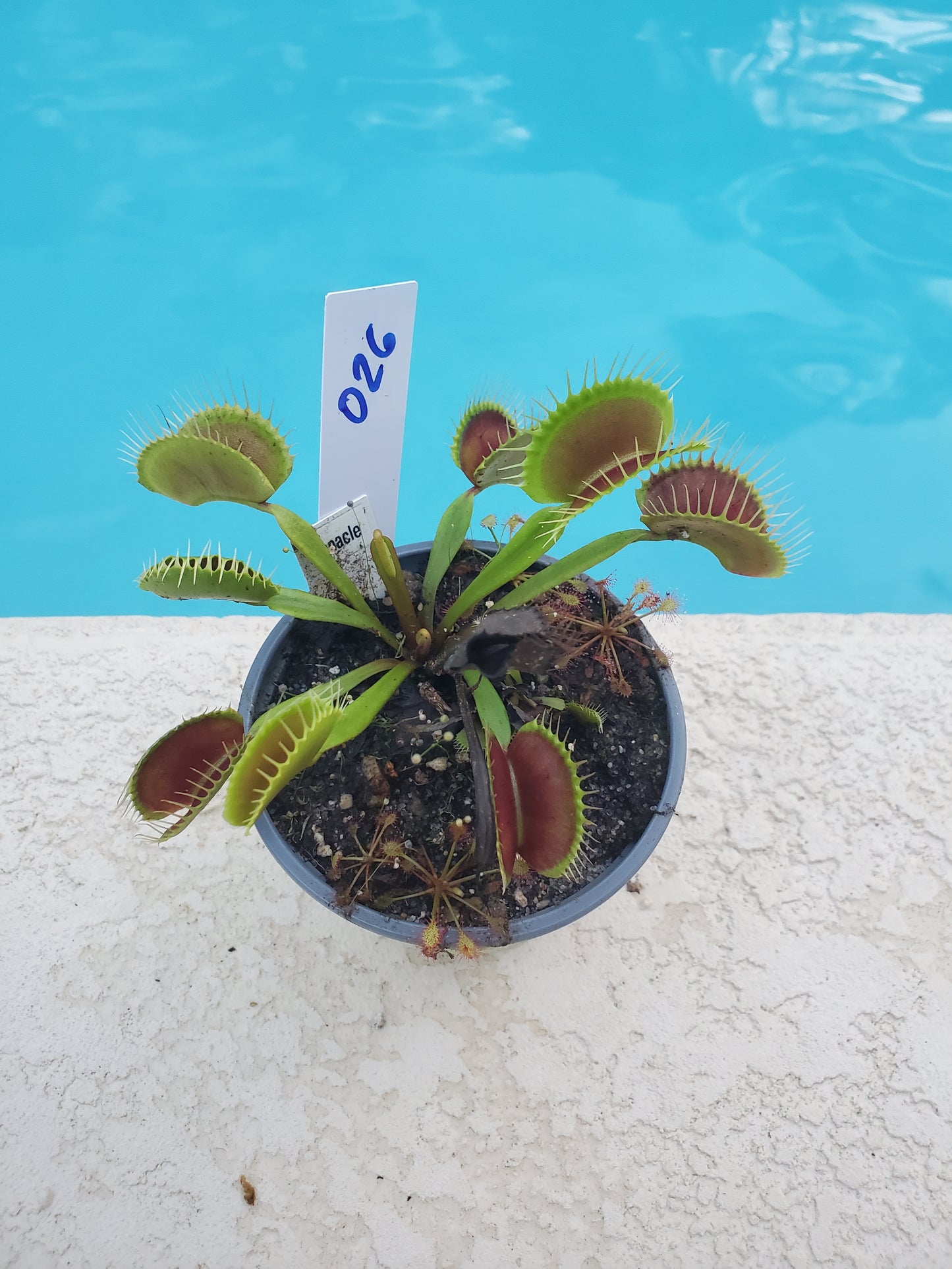 Get me that plant - 026 - Pinnacle Venus Flytrap Carnivorous plant