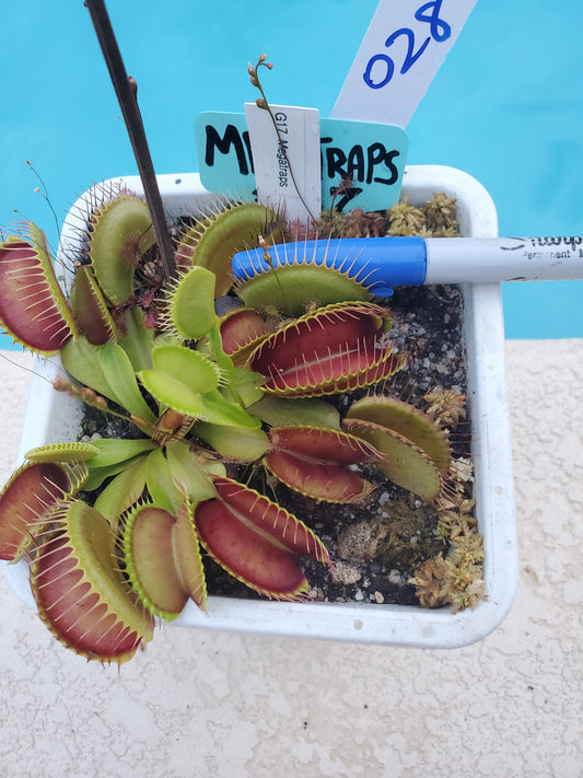 Get me that plant - 028 - G17 Megatraps Venus Flytrap Carnivorous plant