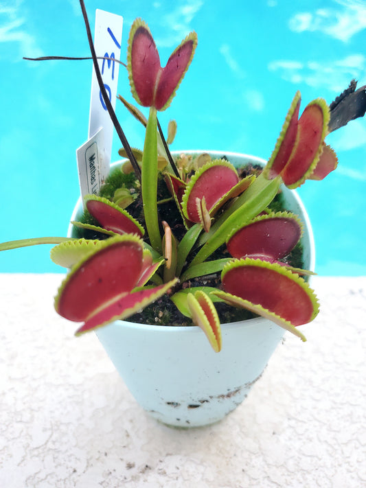 Get me that plant - 031 - Martha lips Venus Flytrap Carnivorous plant