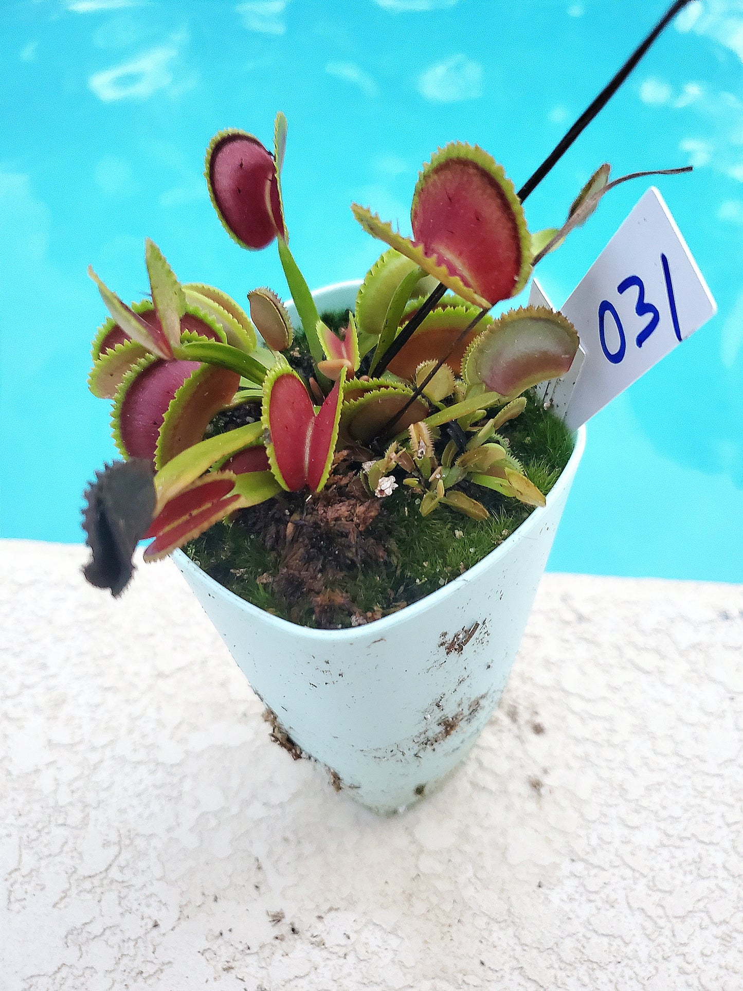 Get me that plant - 031 - Martha lips Venus Flytrap Carnivorous plant